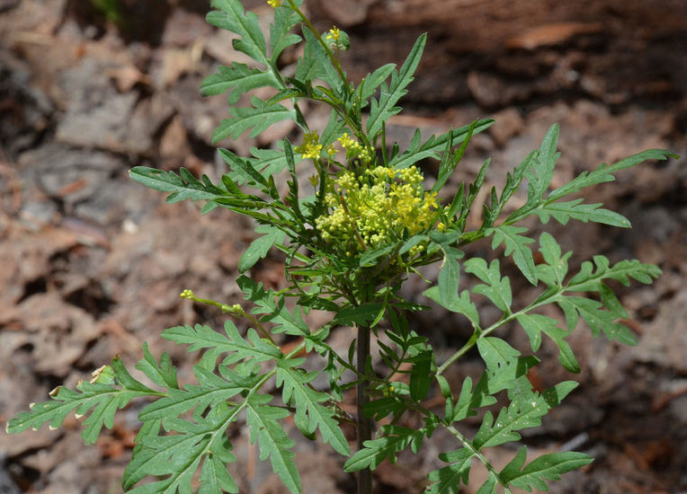 Image of mountain tansymustard