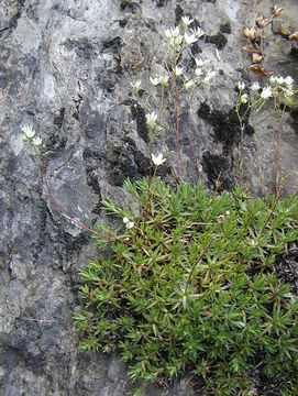 Image of <i>Ciliaria austromontana</i>