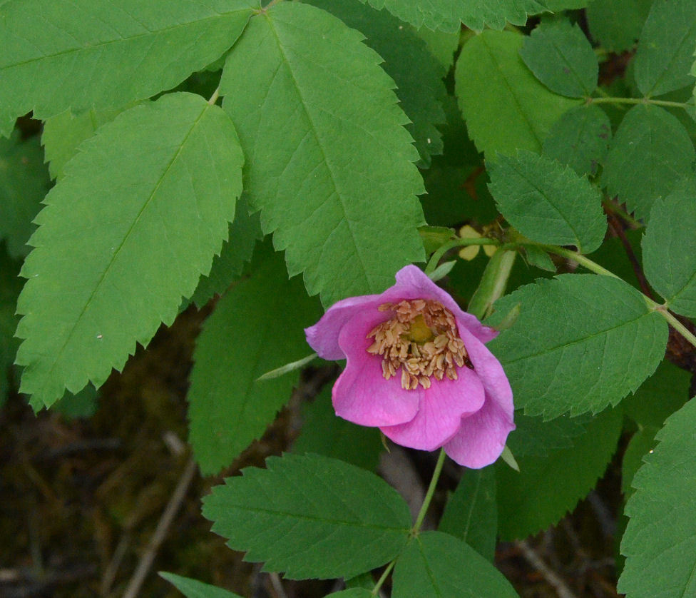 Sivun Rosa woodsii Lindl. kuva