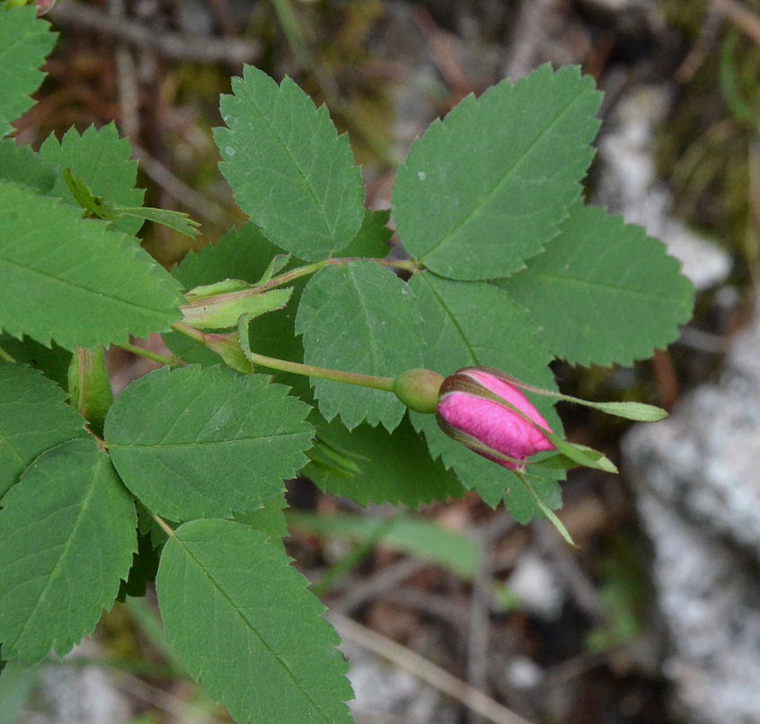 Sivun Rosa woodsii Lindl. kuva