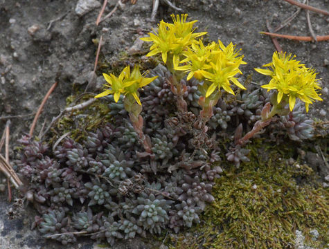 Image of spearleaf stonecrop