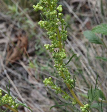 Imagem de Artemisia campestris L.