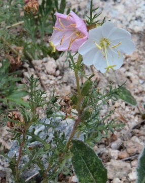 Imagem de Oenothera coronopifolia Torr. & Gray