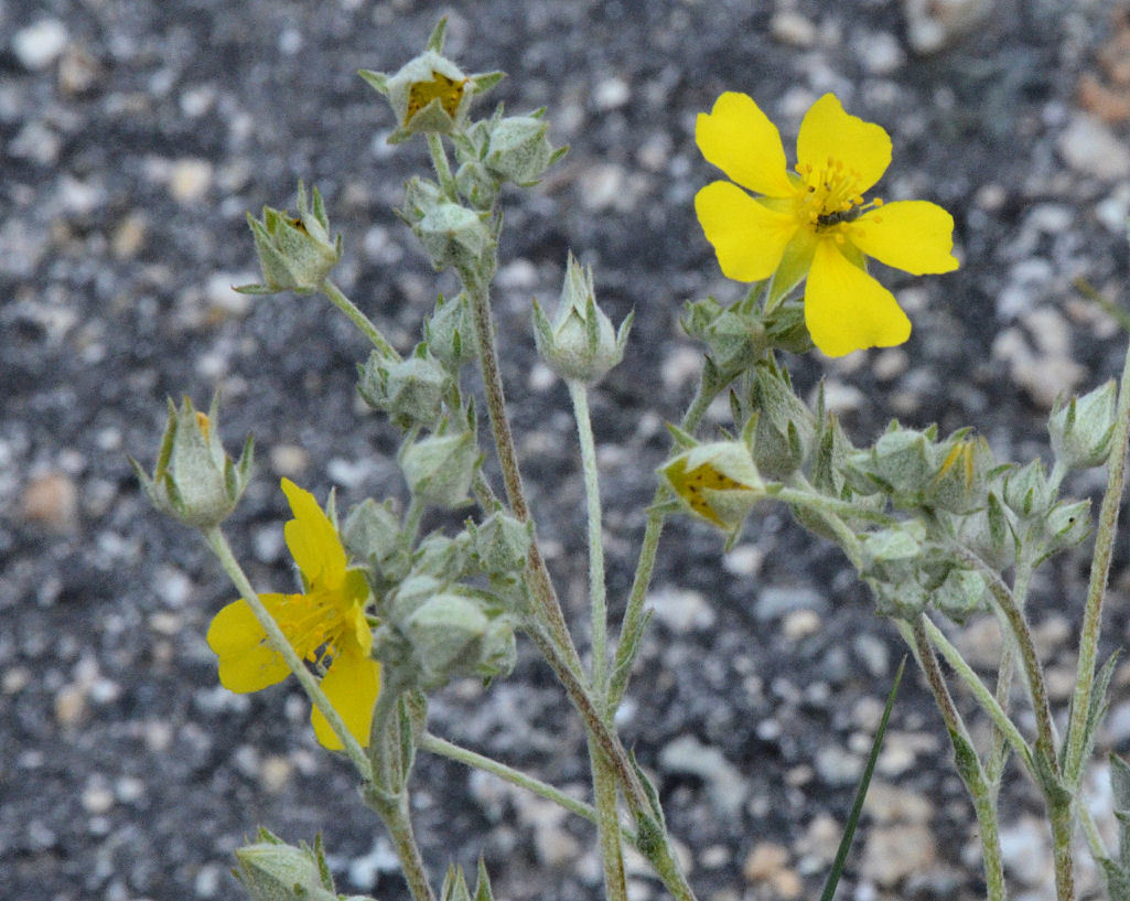 Image of woolly cinquefoil