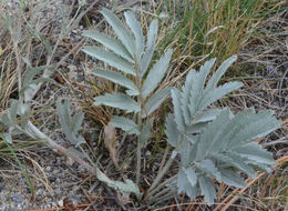 Image of woolly cinquefoil