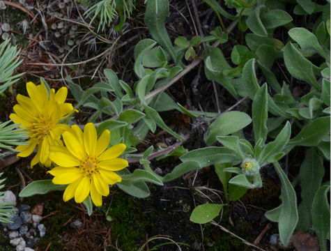 Imagem de Heterotheca villosa (Pursh) Shinners