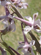 Image of Organ Mountain larkspur