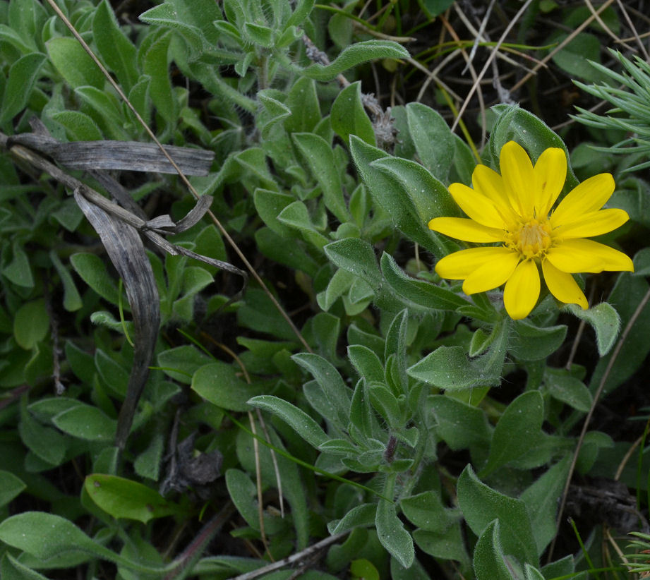 Image of hairy false goldenaster