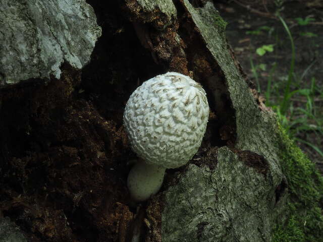 Image of Coprinopsis