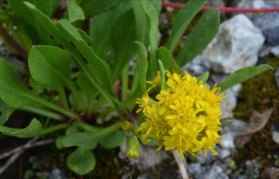 Image of <i>Solidago <i>simplex</i></i> var. simplex