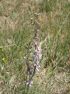 Image of Organ Mountain larkspur