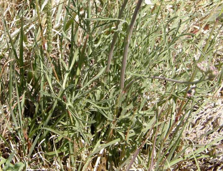 Image of Organ Mountain larkspur