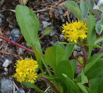 Image of <i>Solidago <i>simplex</i></i> var. simplex