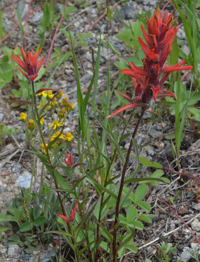 Image of Wyoming Indian paintbrush