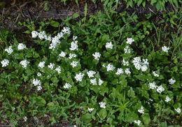 Image of Large Mountain Bittercress