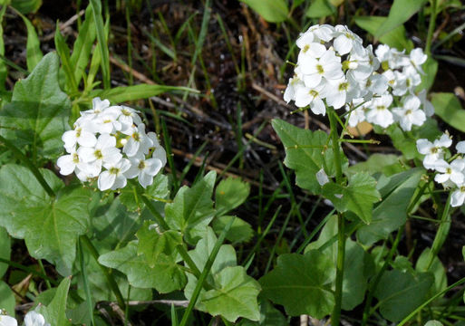 Image of Large Mountain Bittercress