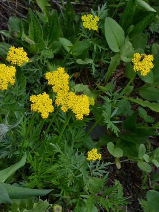 Cymopterus lemmonii (J. M. Coult. & Rose) Dorn resmi