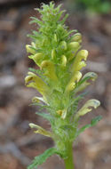 Image of Payson's lousewort