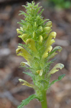 Imagem de Pedicularis bracteosa var. paysoniana (Pennell) Cronq.