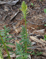 Image of Payson's lousewort