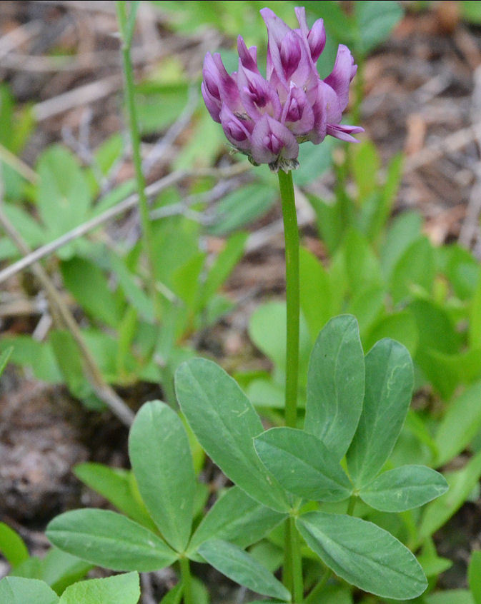 Image of Parry's Clover