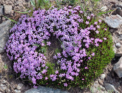 Image of moss campion