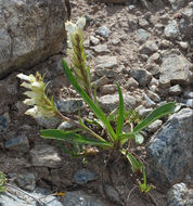 Imagem de Chionophila jamesii Benth.