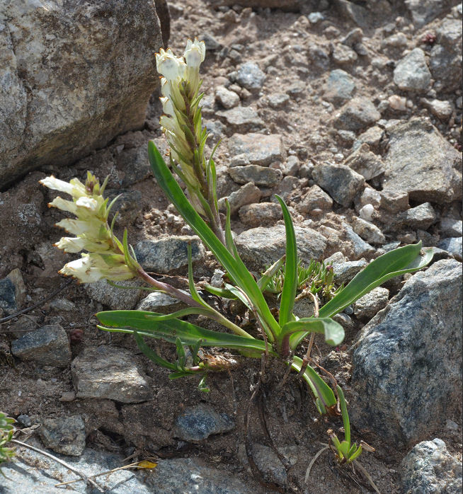 Imagem de Chionophila jamesii Benth.