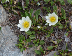 صورة <i>Dryas octopetala</i> var. <i>hookeriana</i>