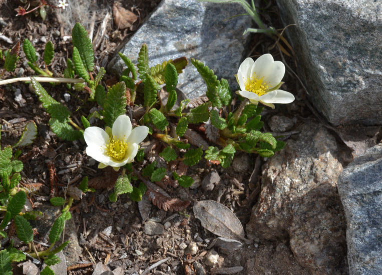 صورة <i>Dryas octopetala</i> var. <i>hookeriana</i>