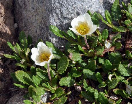 Image de <i>Dryas octopetala</i> var. <i>hookeriana</i>