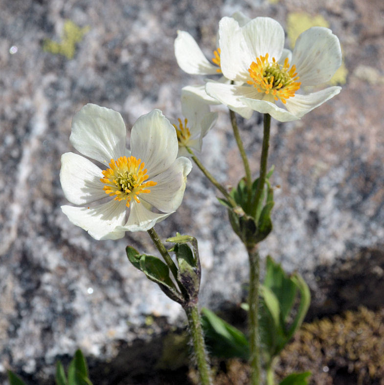 Imagem de <i>Anemone narcissiflora</i> var. <i>zephyra</i>