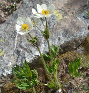 Imagem de <i>Anemone narcissiflora</i> var. <i>zephyra</i>