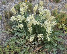 Image of white locoweed