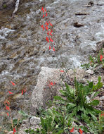 Image of Torrey's penstemon