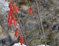 Image of Torrey's penstemon