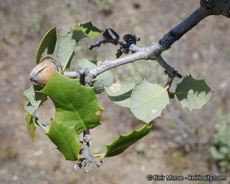 Image of Palmer oak