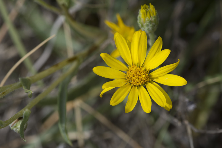 Image of <i>Pyrrocoma <i>uniflora</i></i> var. uniflora