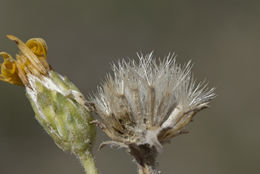 Image of <i>Pyrrocoma <i>uniflora</i></i> var. uniflora