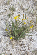 Image of <i>Pyrrocoma <i>uniflora</i></i> var. uniflora