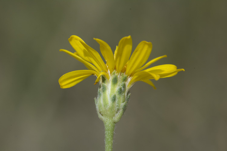 Image of <i>Pyrrocoma <i>uniflora</i></i> var. uniflora