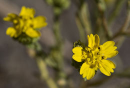 Image of Salinas River tarweed