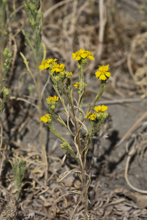 Image de Deinandra pentactis (D. D. Keck) B. G. Baldwin