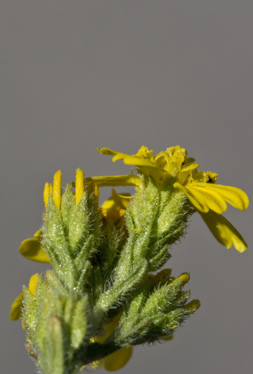 Image of Salinas River tarweed