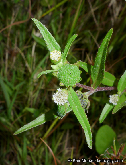 Image of false daisy