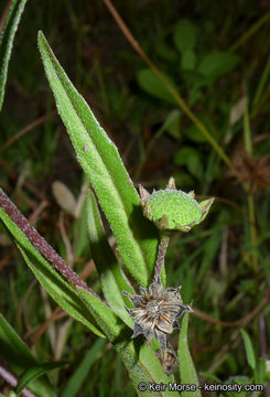 Image of false daisy