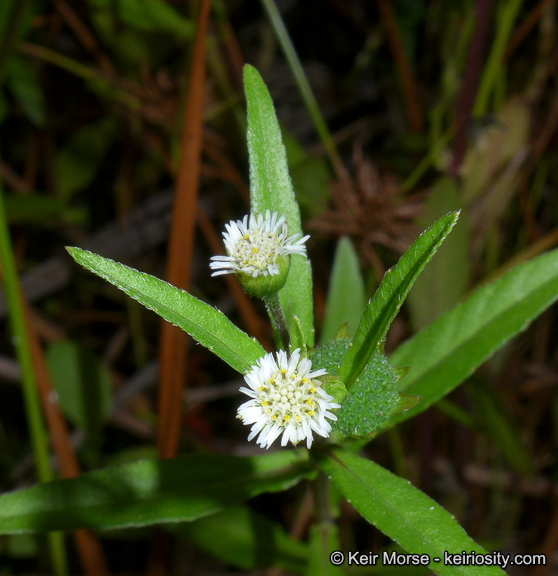 Imagem de Eclipta prostrata (L.) L.