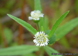 Imagem de Eclipta prostrata (L.) L.