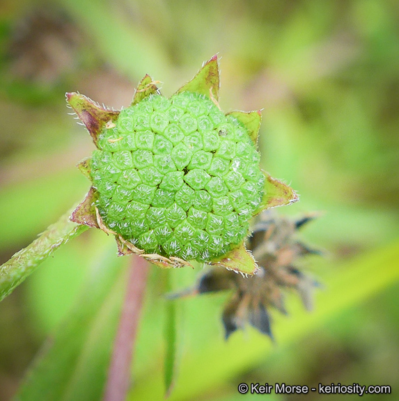 Imagem de Eclipta prostrata (L.) L.