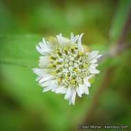 Image of false daisy